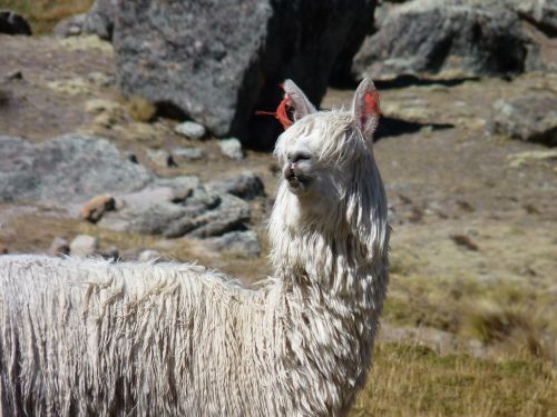 alpaca auquénido white