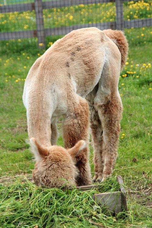 alpaca lama animal