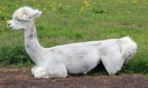 alpaca lama animal