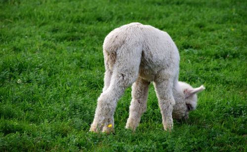 alpaca baby animal young