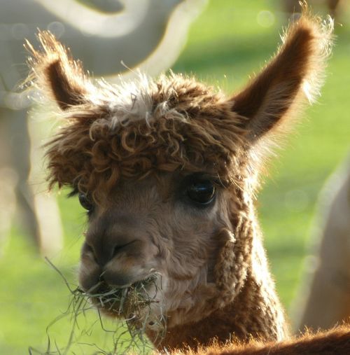 alpaca livestock pako