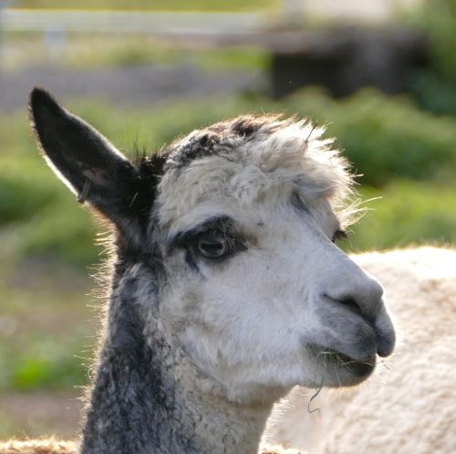 alpaca livestock pako