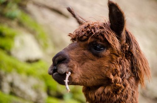 alpaca south america brown