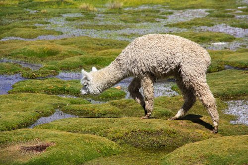 alpaca  altiplano  andes