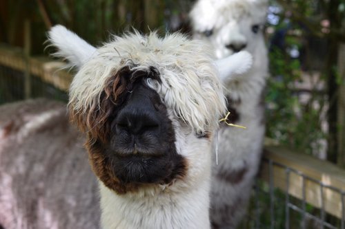 alpaca  zoo  wildlife