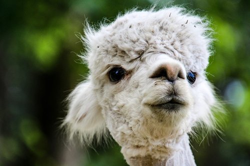 alpaca  animals