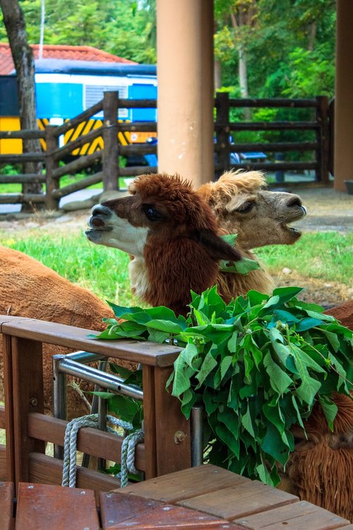 alpaca  zoo  taiwan