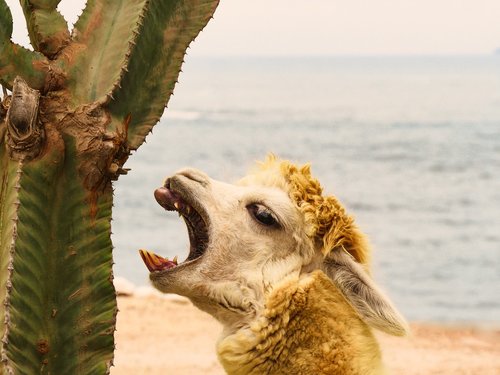 alpaca  cactus  teeth