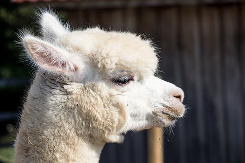 alpaca  animal  mammal