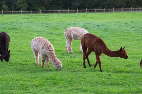 alpaca  grass  mammal