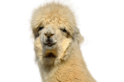 alpaca  isolated  animal