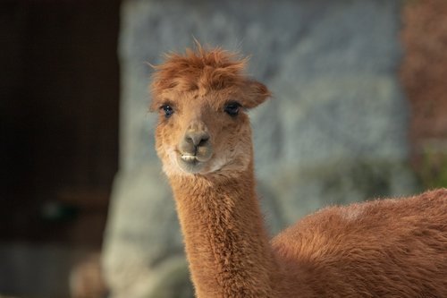 alpaca  camel  animal