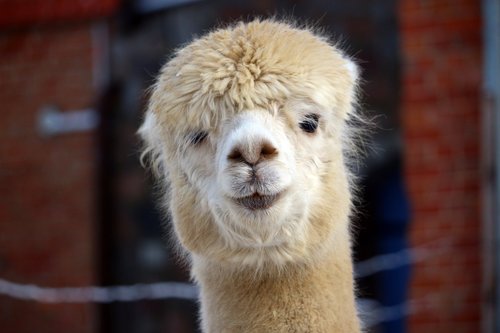 alpaca  animal  fluffy