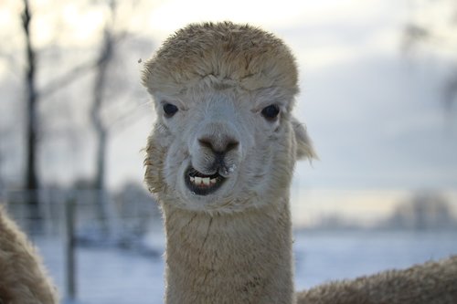 alpaca  animal  wool