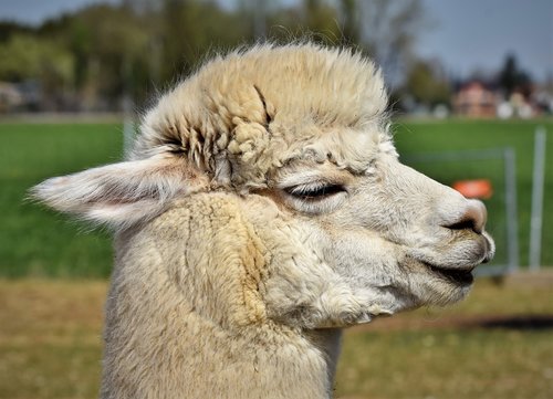 alpaca  camel  furry
