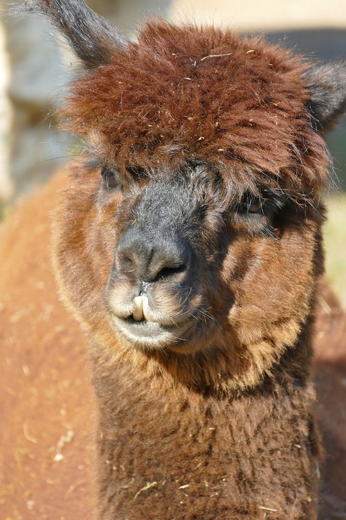 alpaca  brown  head
