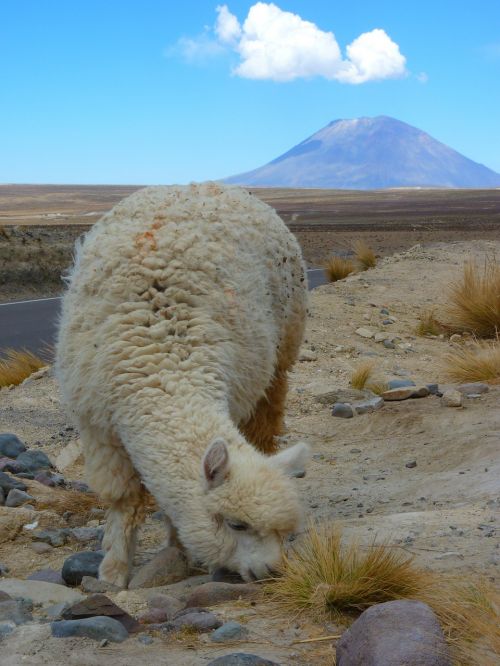 alpaca vicugna pacos volcano