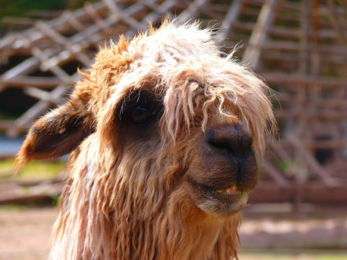 alpaca lama animal