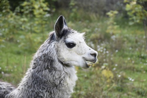 alpaca  portrait alpaca  wool