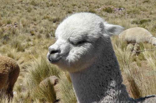 alpaca ande animal