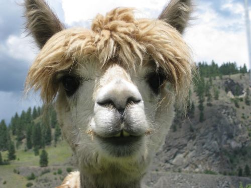 alpaca animal lama