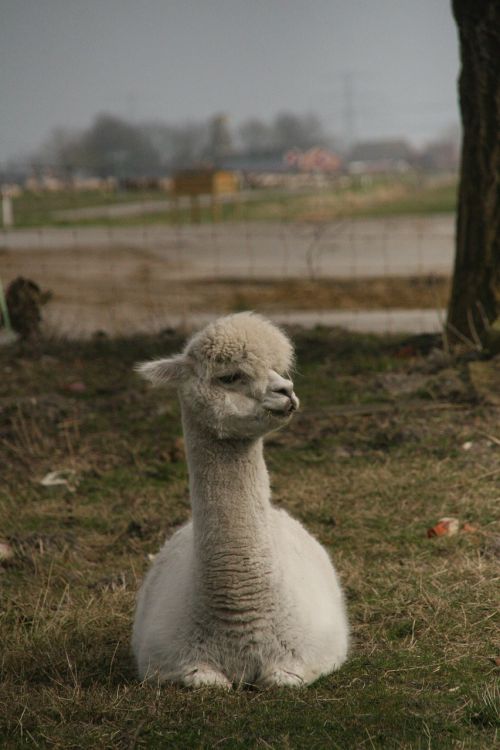 alpaca sweet animal