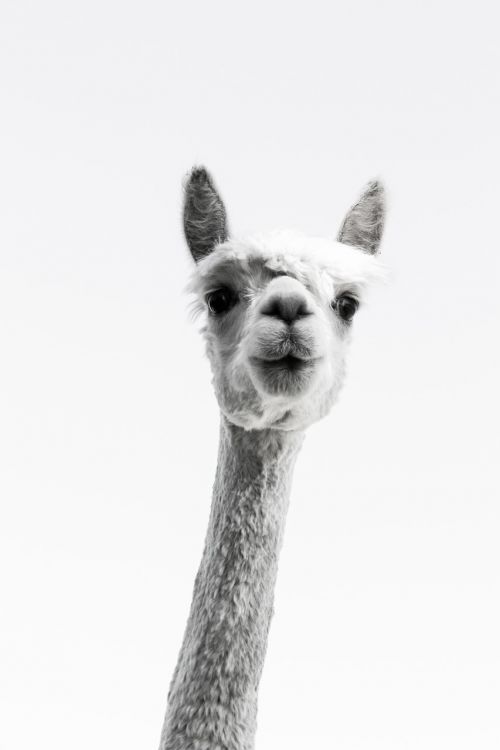 alpaca long neck curious