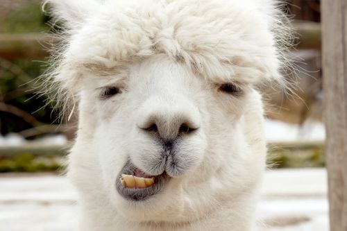 Alpaca, Isolated, Animal, Nature, Mammal - Lama Face, HD Png Download -  960x640(#888659) - PngFind