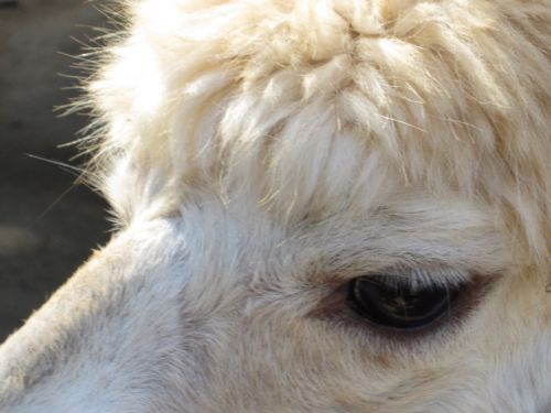 Alpaca Close Up