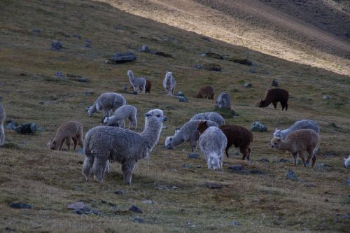 alpacas herd animals