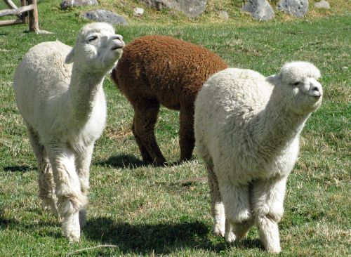 alpacas peru colca lodge