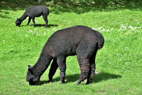 alpacas  grazing  black