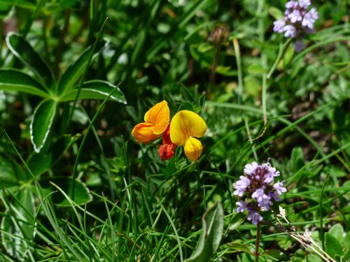 alpenhorn clover fenugreek blossom