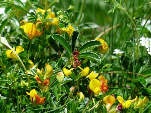 alpenhorn clover fenugreek blossom