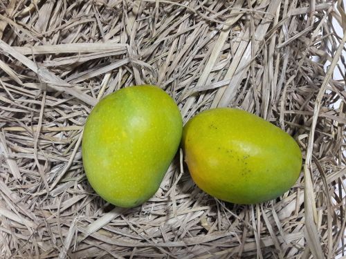 alphonso alfonso mangoes