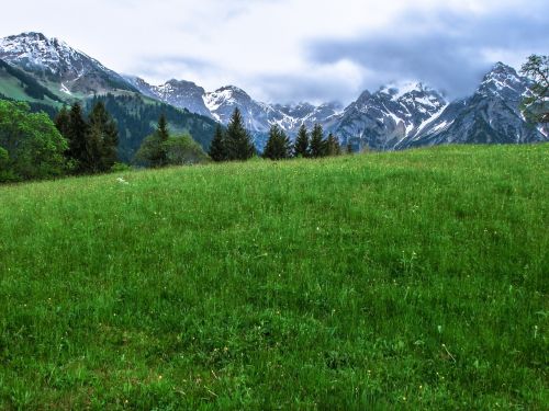 alpine flower meadow mountains