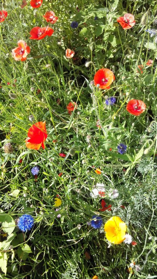 alpine meadow zhornovka