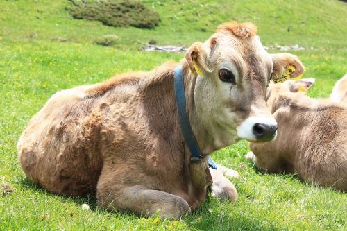 alpine alm cows