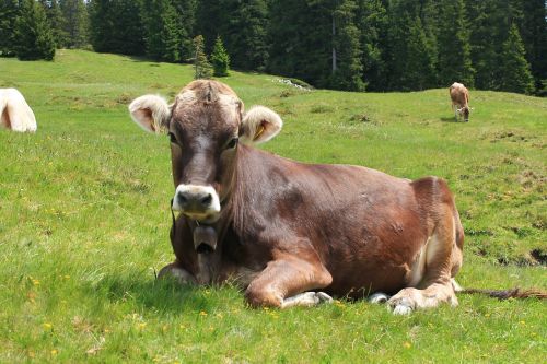 alpine alm cows
