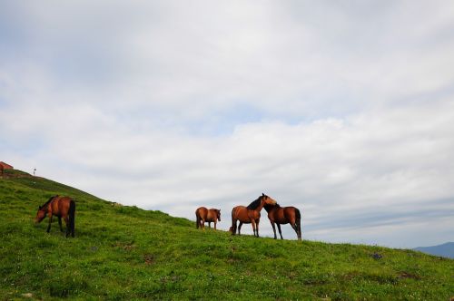 alpine meadows horses