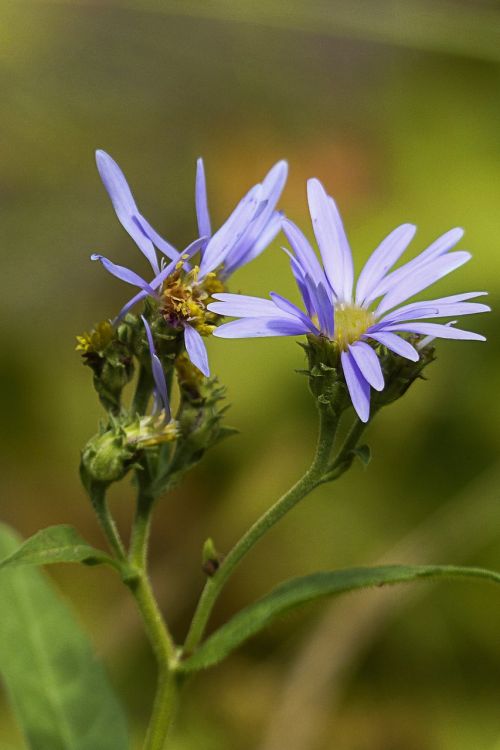 alpine aster wild flower