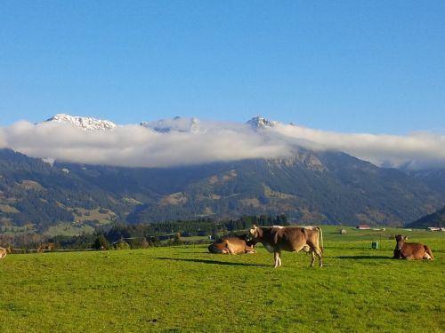 alpine cow mountains