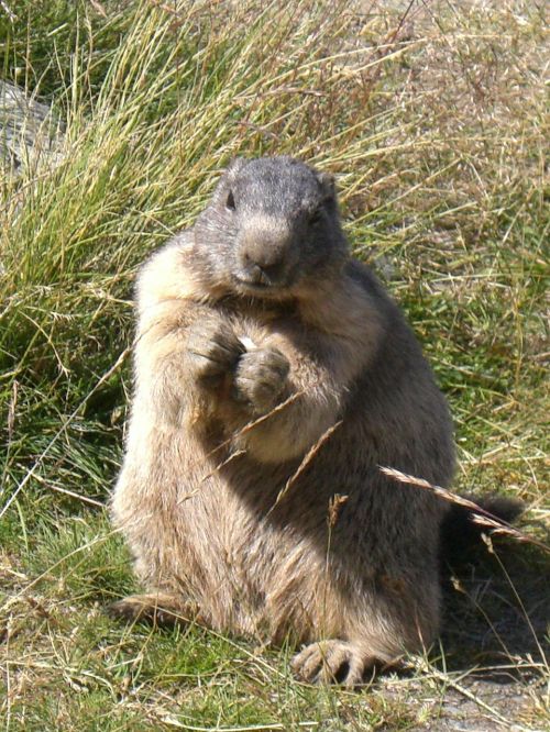alpine animals marmot