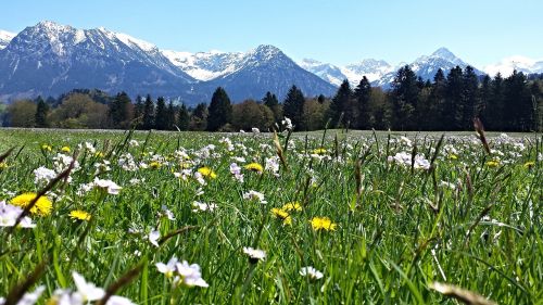 alpine mountain meadow mountains