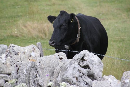 alpine cow switzerland