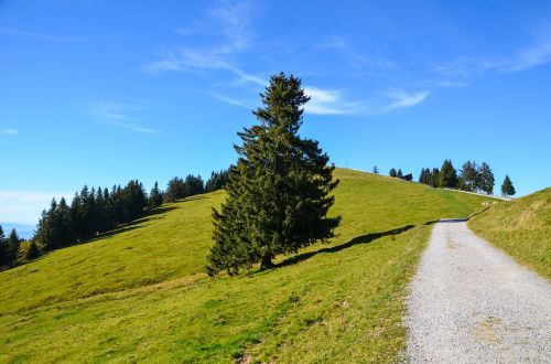 alpine rigi trail