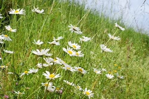 alpine  summer  flora