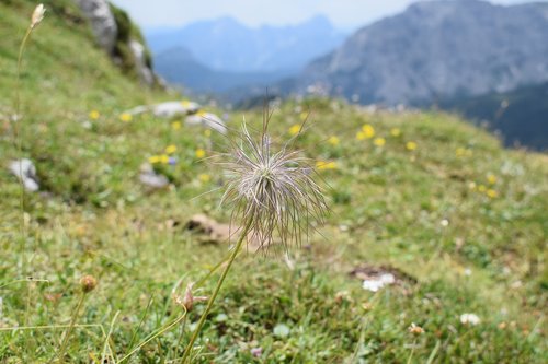 alpine  summer  flora