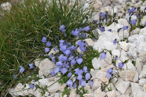 alpine  summer  flora