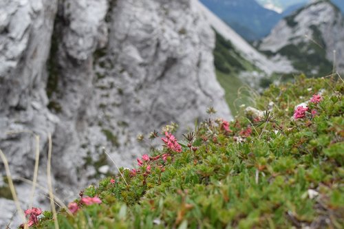 alpine  summer  flora